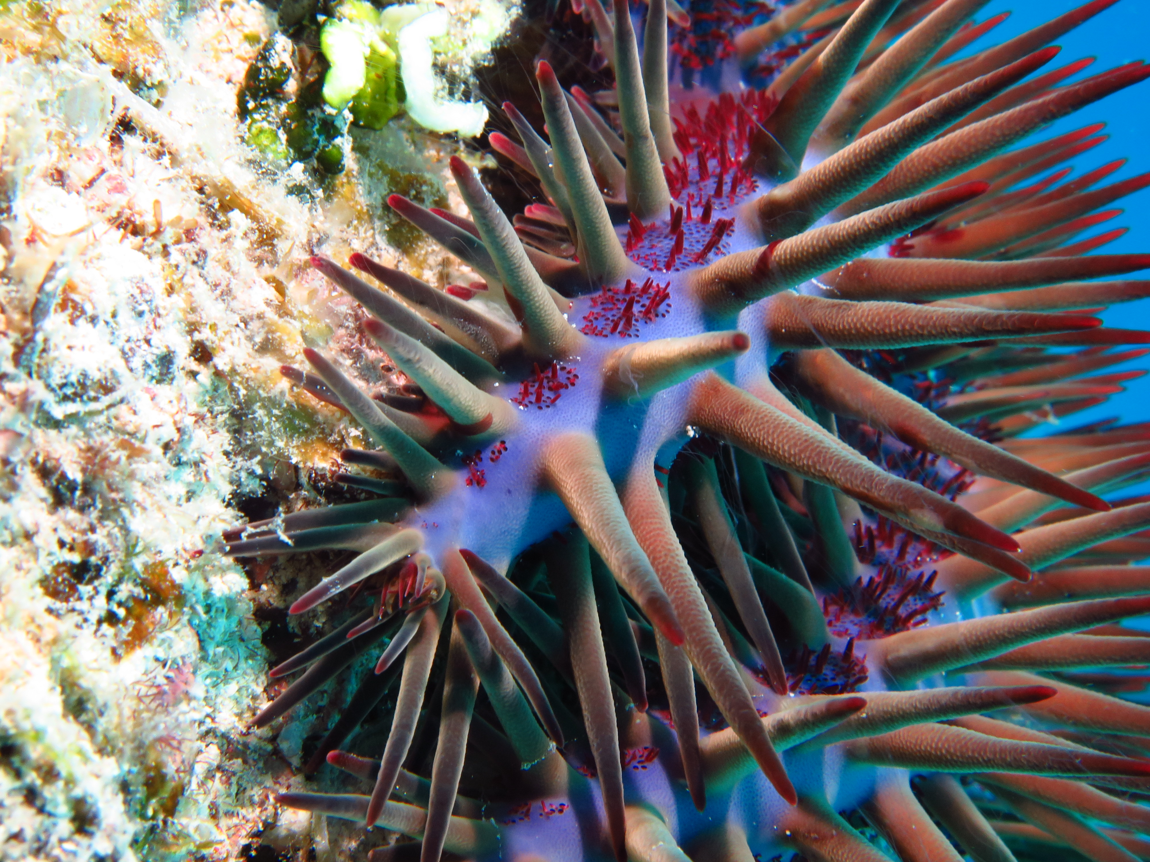 crown-of-thorns-2
