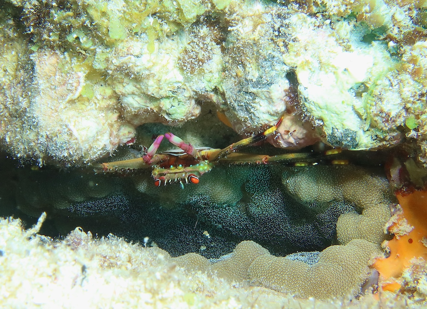 percnon guinotae