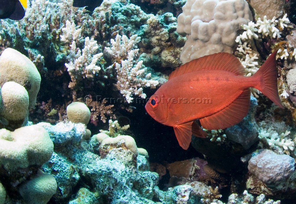 Best of the Red Sea 2010_42