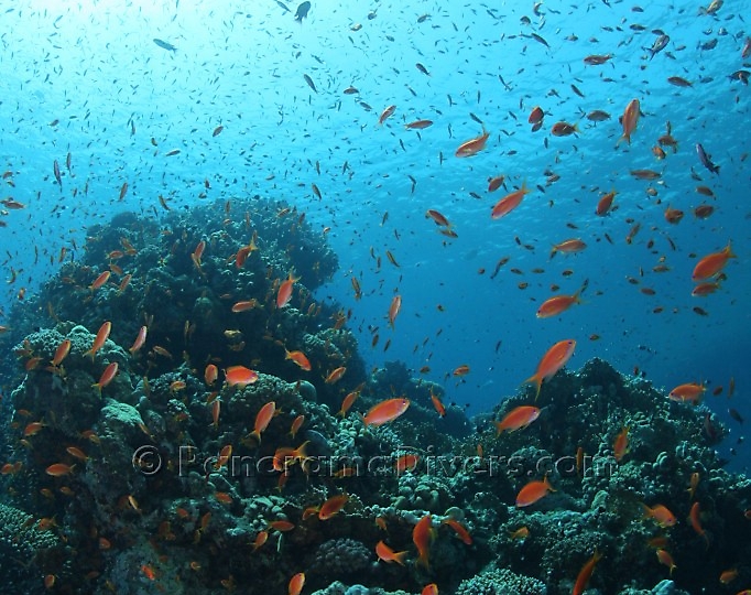 Best of the Red Sea 2010_07