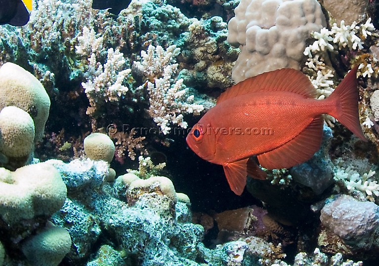 Best of the Red Sea 2010_42