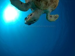 Egypt Underwater
