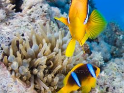 Egypt Underwater