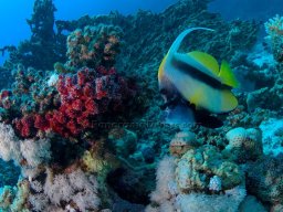 Egypt Underwater
