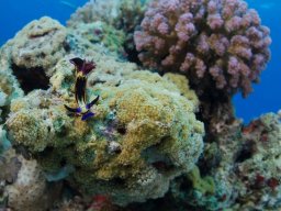 Egypt Underwater
