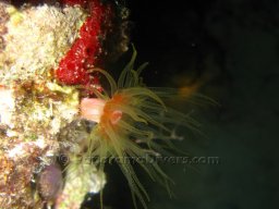 Egypt Underwater