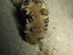 Egypt Underwater