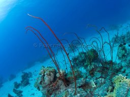 Egypt Underwater