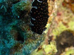 Egypt Underwater