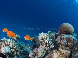 Egypt Underwater