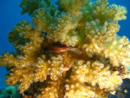 Egypt Underwater