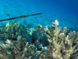 Egypt Underwater