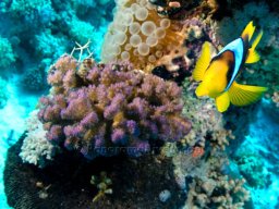 Egypt Underwater