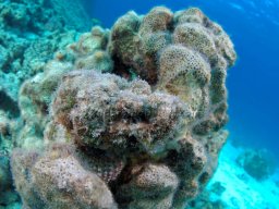 Egypt Underwater