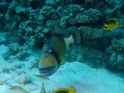 Egypt Underwater