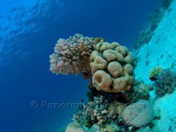 Egypt Underwater