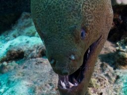 Egypt Underwater