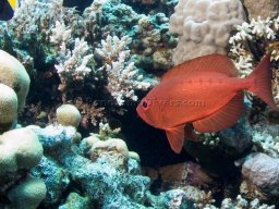 Egypt Underwater