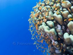 Egypt Underwater
