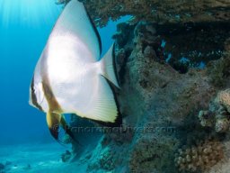 Egypt Underwater