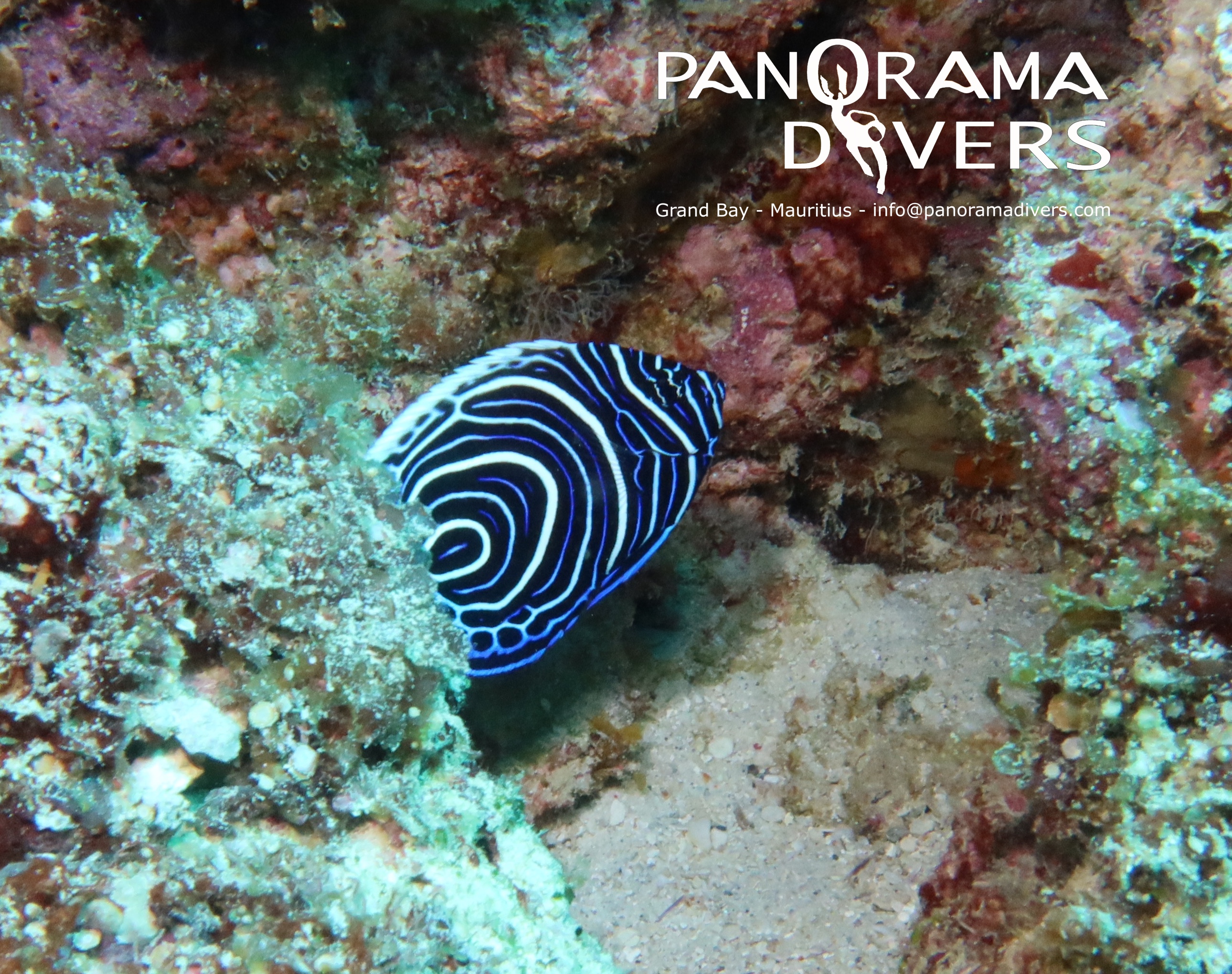 emperor juvenile